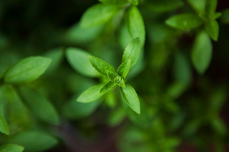 FDA-issues-GRAS-no-objections-letter-for-SweeGen-Bestevia-Reb-E-sweetener.jpg