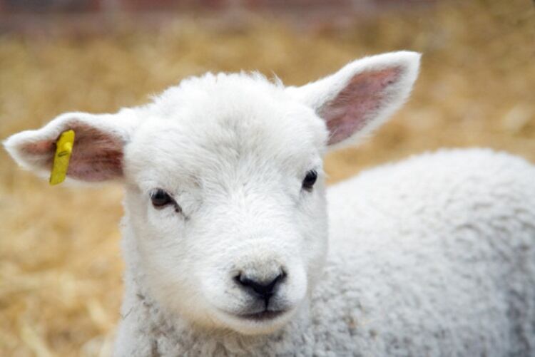 AHDB launches £1.4m lamb campaign