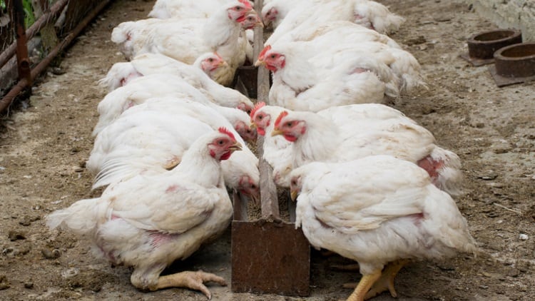 Gradus-AD-subsidiary-opens-broiler-breeding-facility.jpg