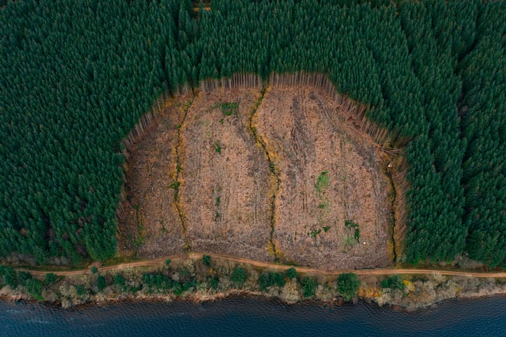 Food-companies-braced-for-cost-challenges-and-paperwork-as-landmark-deforestation-law-is-passed.jpg