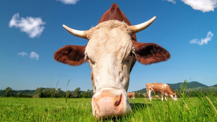 MII hits back at IFA’s criticism on beef processors