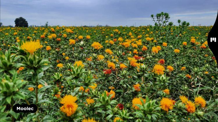 Moolec-Science-safflower.jpg
