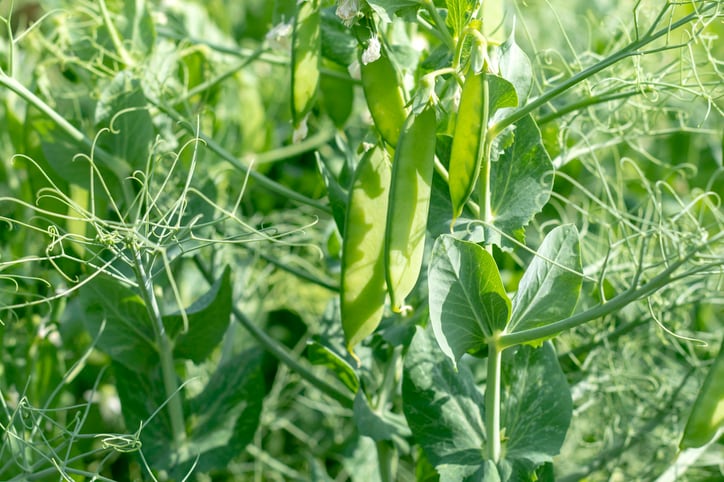 UK project aims to grow ‘tasteless’ pea protein to solve ‘beany’ off flavour problem