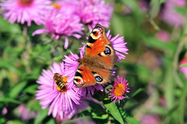 Bees-and-Butterflies-GettyImages-petrovaliliya.jpg