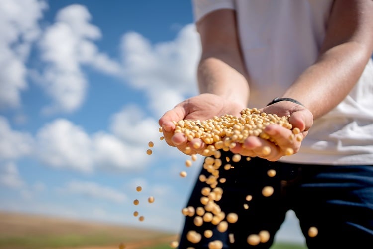 Why are soybean prices falling?