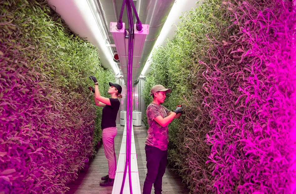 Square-Roots-urban-indoor-farming-shipping-container-model-goes-nationwide.jpg