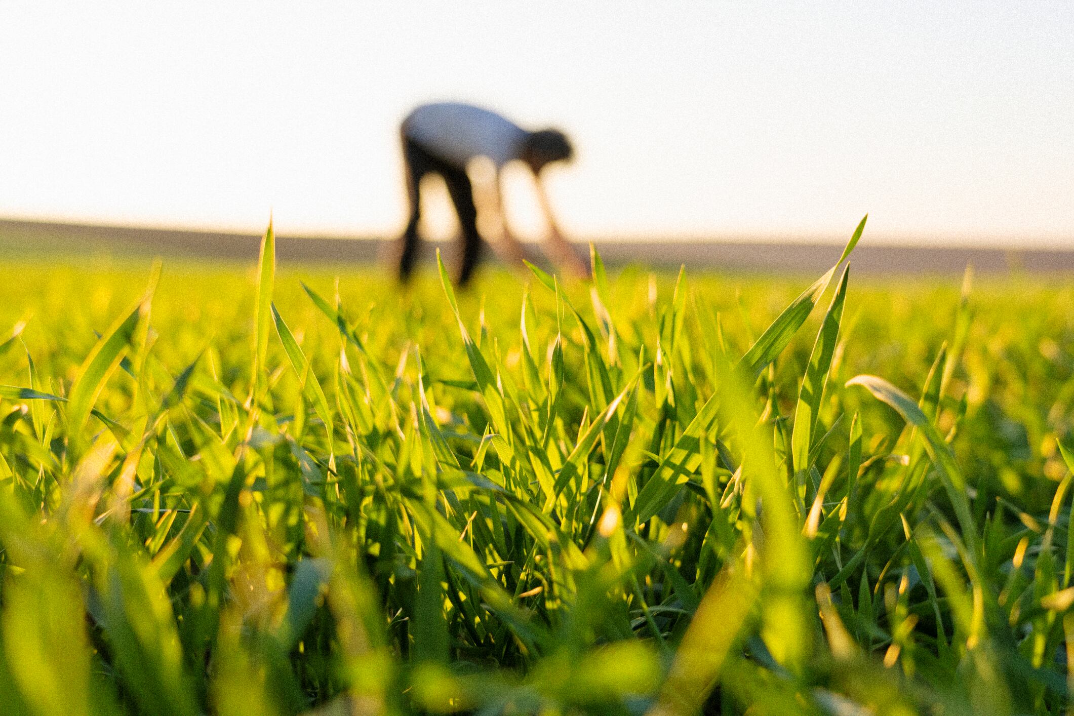 With an estimated 11.5% compound annual growth rate, Imarc predicts the regenerative agriculture market to reach $31 billion by 2034.