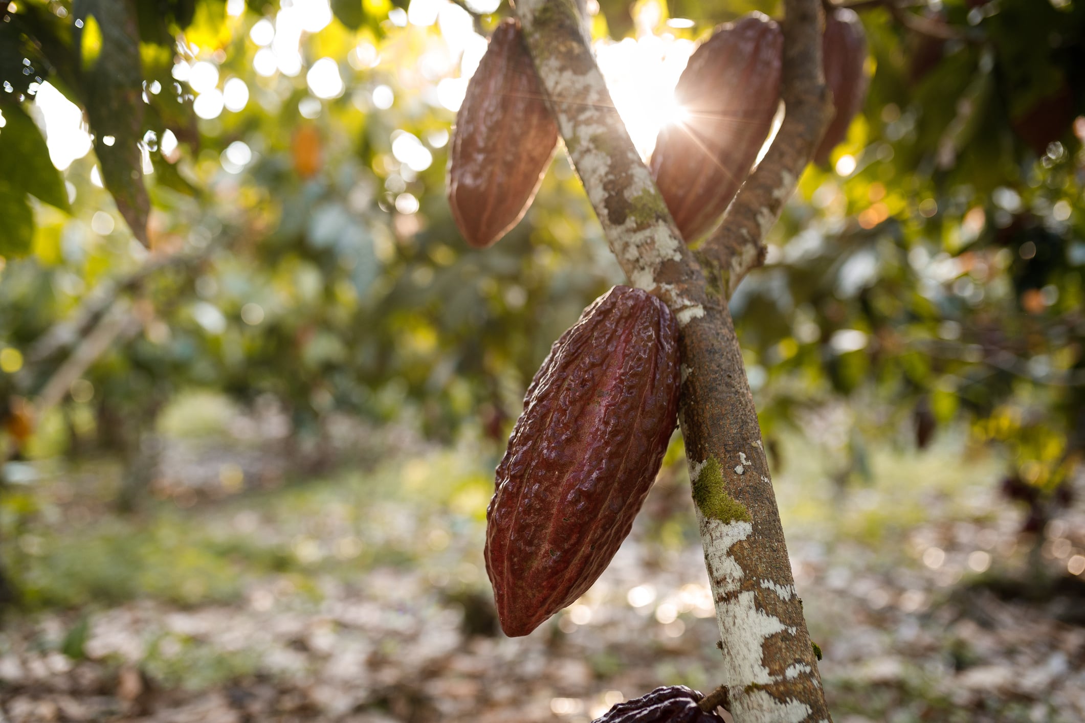 Cocoa beans on a tree in Brazil with sunlight coming through the leaves.