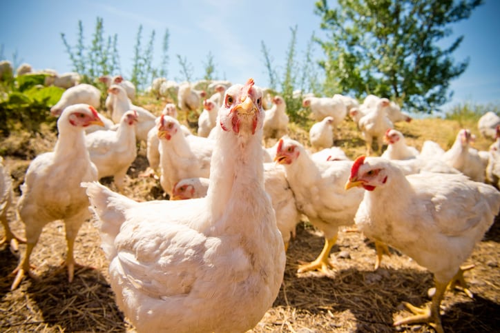 Tyson Foods unveils 4-prong plan to restore its chicken business’ competitiveness, reverse earnings drop