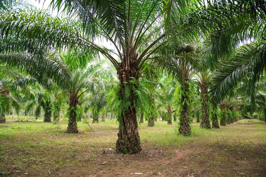 palm-oil-plantation.jpg