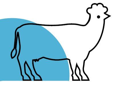 cow-chicken.jpg