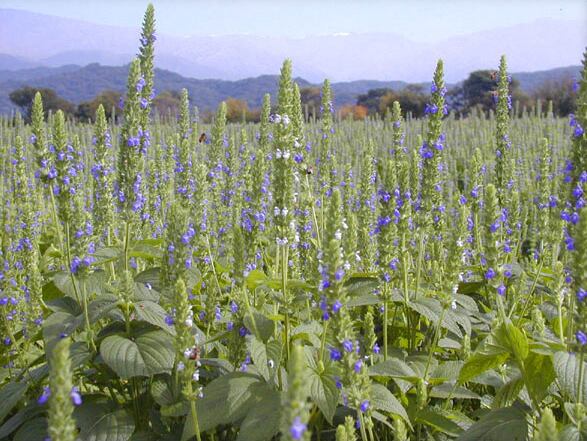 Latin American supplement, functional food markets are underdeveloped, but more innovative, chia supplier says