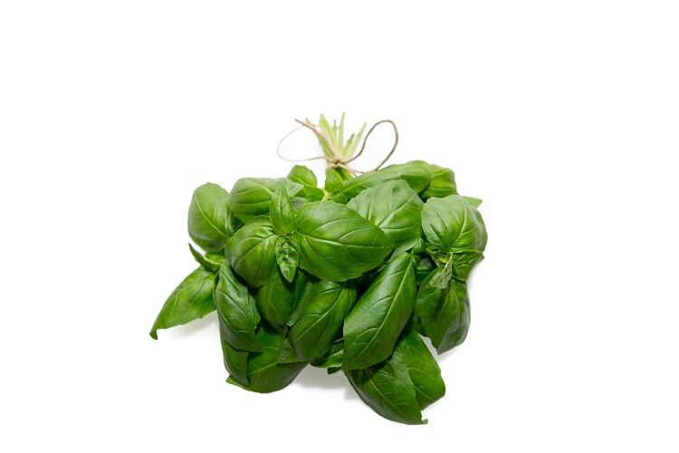 Future-Crops-Sowing-Proprietary-Basil-Seeds-of-Growth-2.jpg