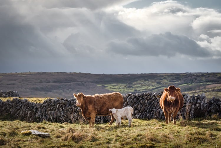 Irish government increases support for producers