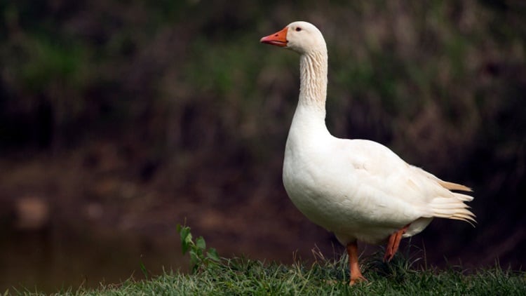Hungary to relaunch duck, goose exports to China as ban lifted