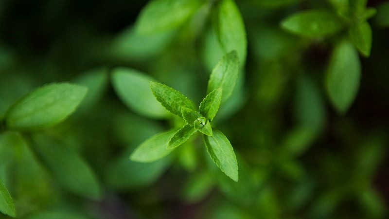 Ingredion-sweetens-stevia-portfolio-with-PURECIRCLE-Clean-Taste-Solubility-Solution.jpg