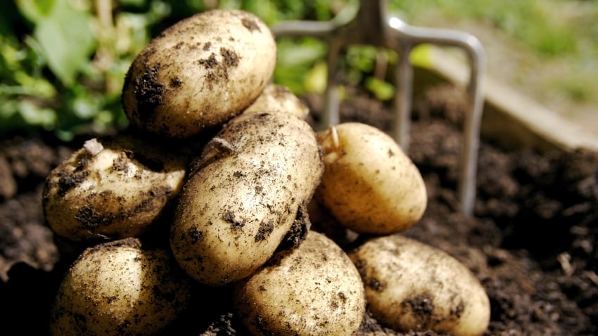 Potato.jpg