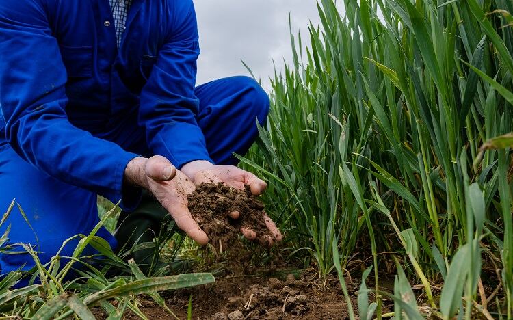 ‘Farm like you will be a farmer forever’: How regenerative agriculture helps farmers think long-term