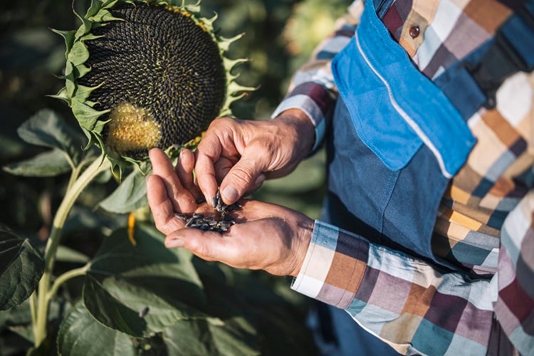 ‘Creamy’ ingredient developed from plant seeds targets alt dairy: ‘Sunflower fat is highly similar to milk fat’
