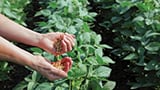 How soy can be a ‘green flag’ for consumers reading nutrition labels