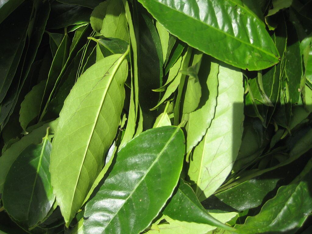 Study-unlocks-key-metabolic-bioactives-in-guayusa-and-mate.jpg