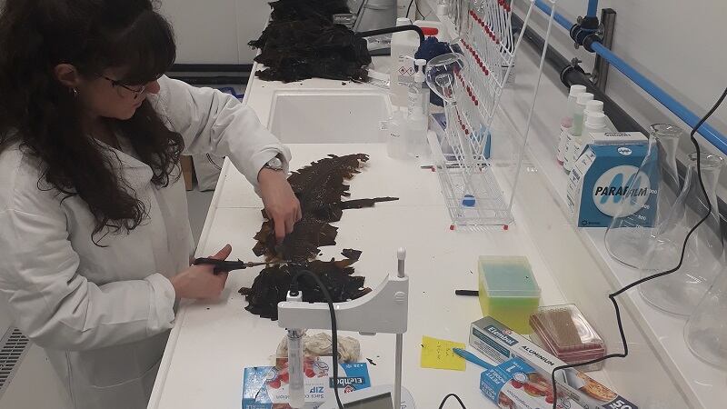Marine-Biologics-dives-into-macroalgae-functionality-with-ingredient-platform.jpg