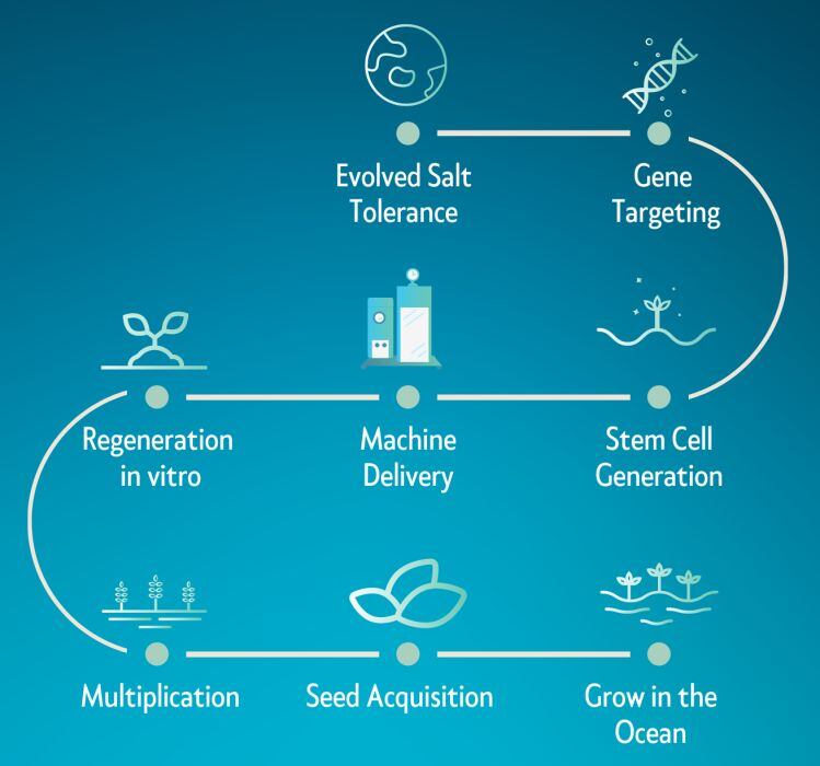 SEED-TO-SEA-alora-graphic.jpg