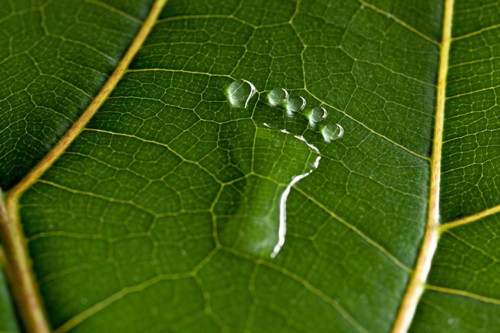 Tesco, WWF join forces to halve environmental impact of food