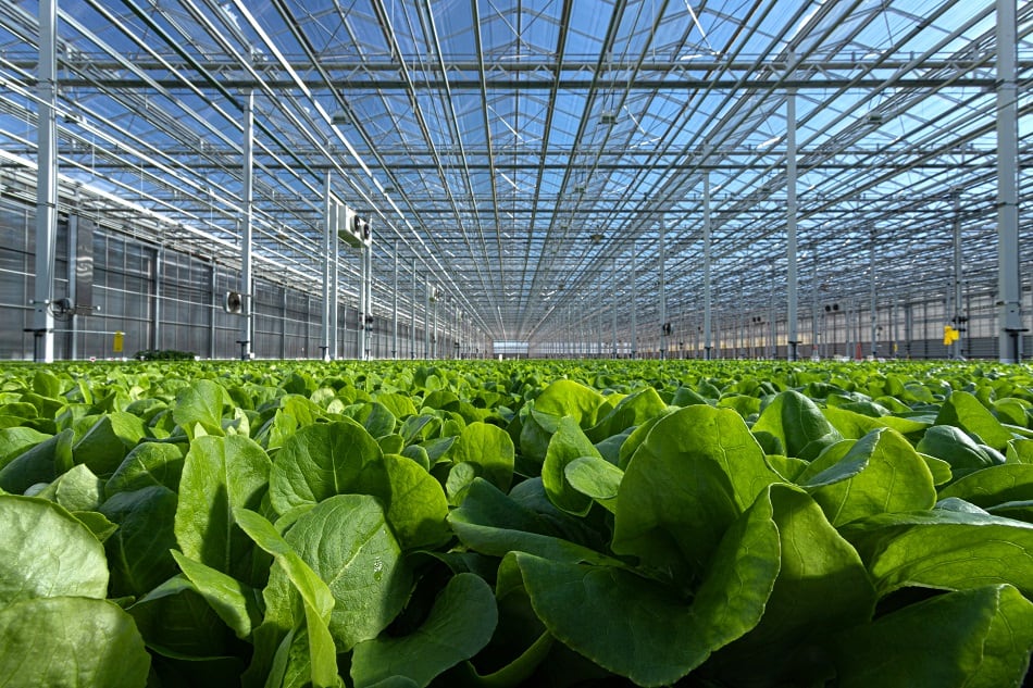 Revol-Greens-closes-68m-funding-round-to-become-world-s-largest-indoor-lettuce-producer.jpg