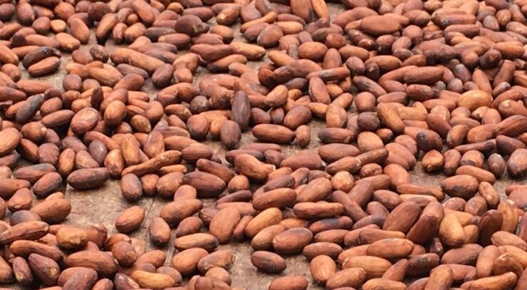 Ghana and Dubai in talks to establish cocoa trading platform