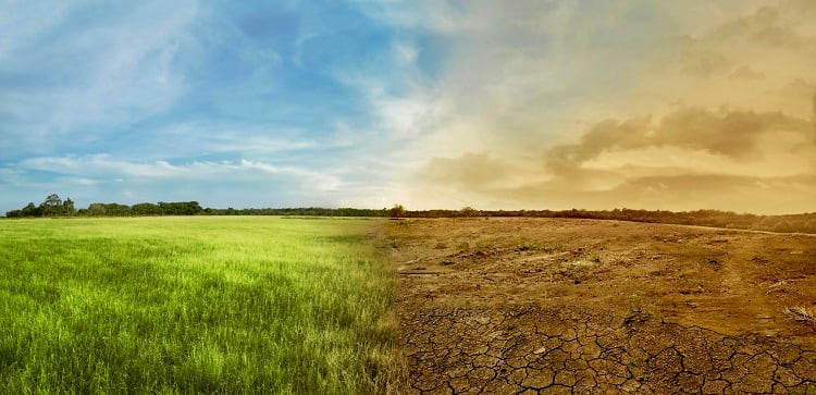 ‘Let’s put our necks on the line’: Olam Group CEO urges food companies to disclose ecological footprints
