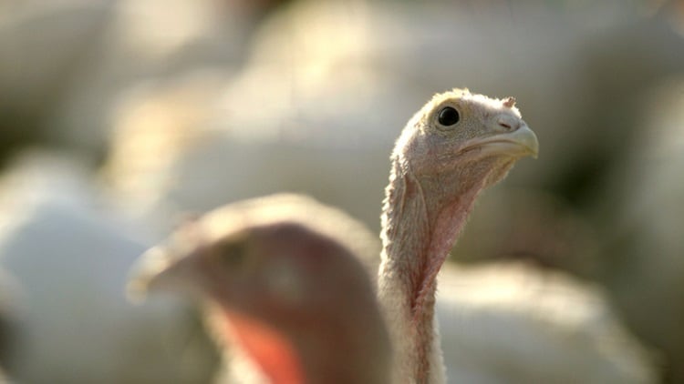 Hendrix-Genetics-opens-turkey-hatchery-in-the-US.jpg