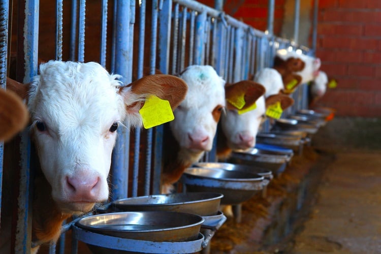 Adding climate costs to the price tag: Researchers calculate the ‘true cost’ of meat, milk, and plant-based foods
