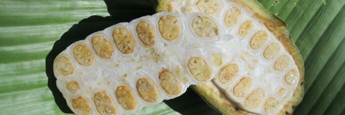 cacao_porcelana_colombia_presidio_slowfood1.jpg