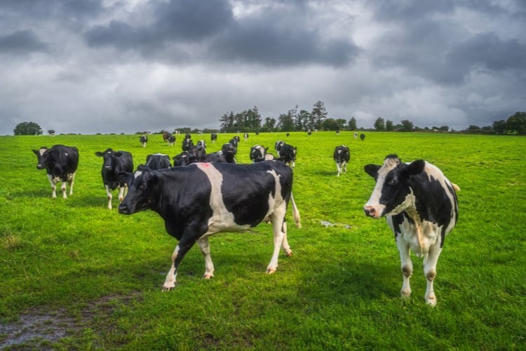 ‘Unbelievably cynical’: Will there be no exit scheme for Irish dairy?