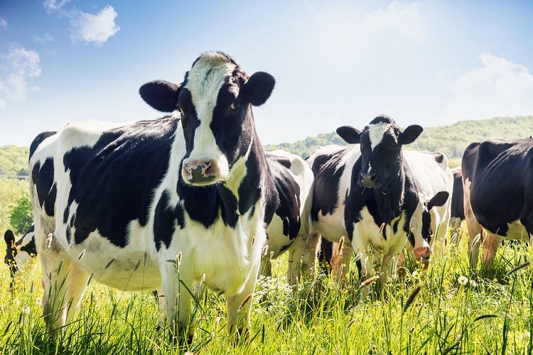 Antibiotic use in dairy: Could traces in milk put consumers at risk?