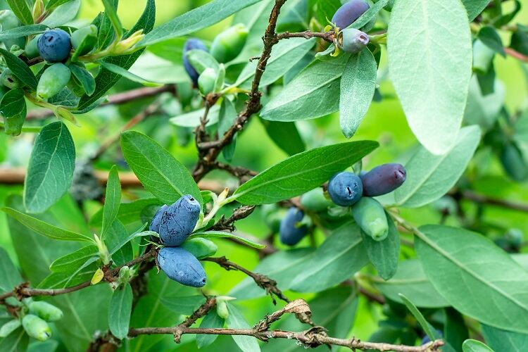 ‘Healthy, tasty and blue’: SVZ brings the honeyberry to FiE