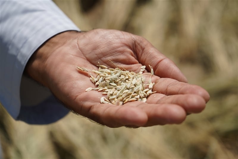 Future of food security? UAE seeks to reduce import reliance with crop growing projects