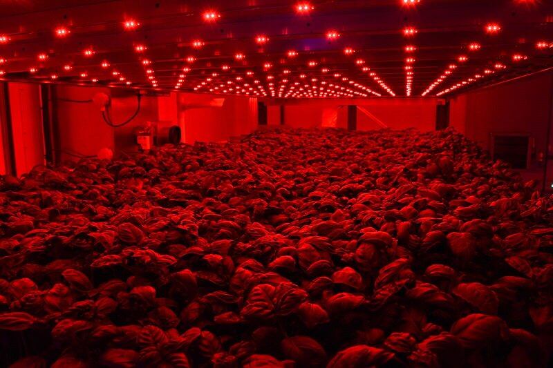 Vertical farming for ‘sustainable national food security’ and ‘green food recovery’