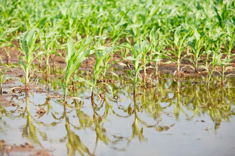 Sogflation-flooded-corn-field-GettyImages-BanksPhotos.jpg