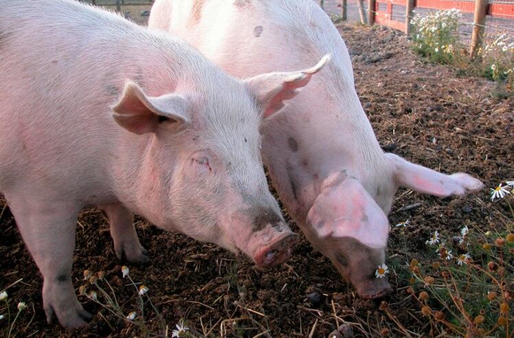 Pork-research-projects-wanted.jpg