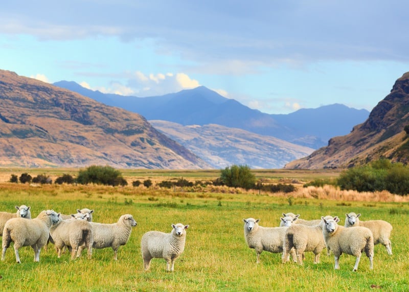 New Zealand sheep and beef farms close to being carbon neutral, study claims