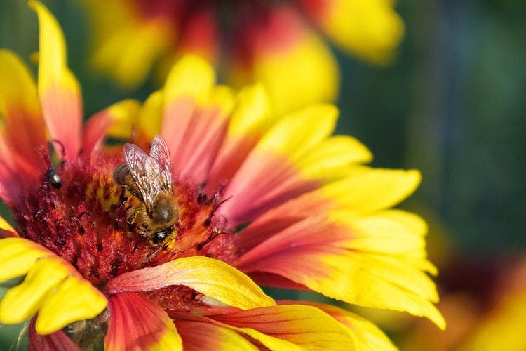 From-hive-AI-to-using-bees-as-drones-Biodiversity-loss-drives-innovation-buzz.jpg