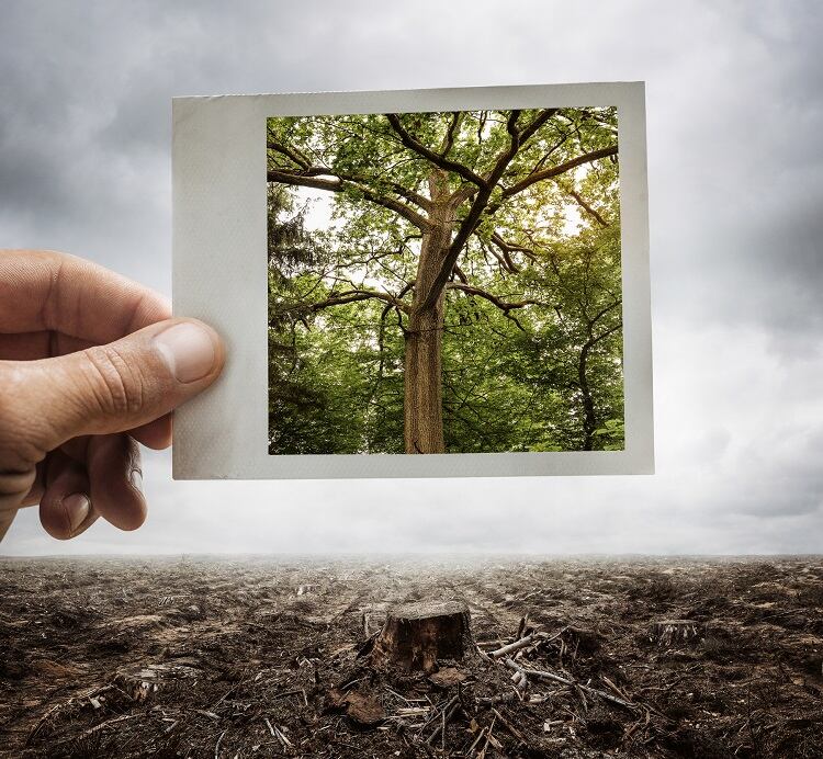 UK proposes law to cut deforestation from big companies’ supply chains