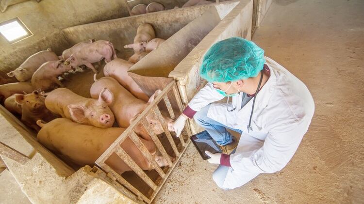 PED discovered in Canadian hog population
