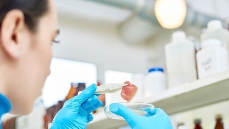 Offering options: NZ’s Opo Bio looks to help cultivated meat firms outsource cell line stresses