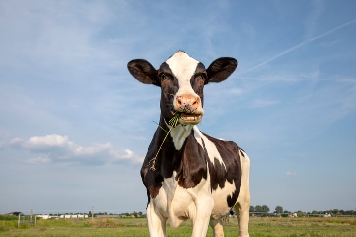 Biotech company claims genetic selection can cut methane emissions in cattle