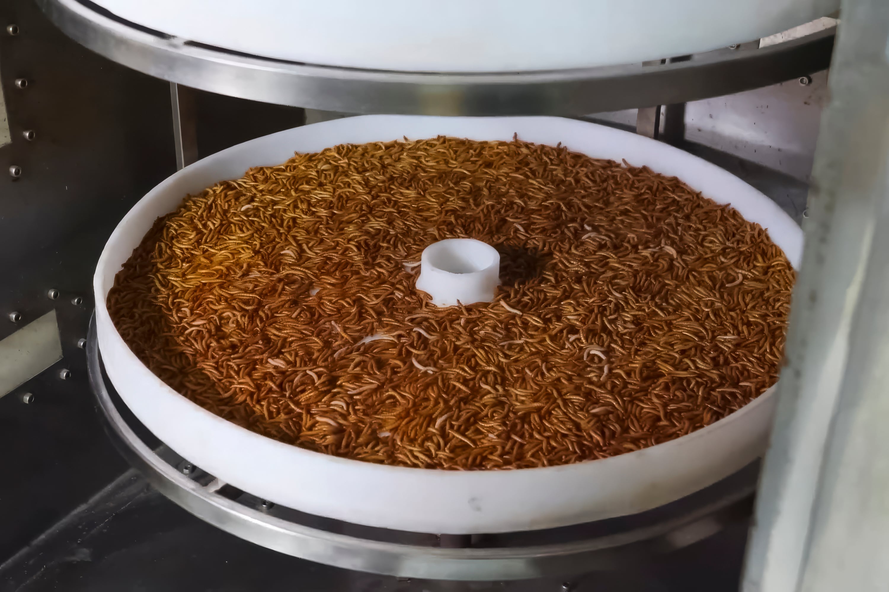 Dried larvae of Tenebrio molitor on conveika elements for the production of spices from larvae