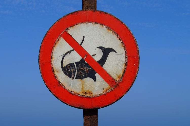 Fisheries pressured to abolish illegal practice, putting ‘more sustainable products on our plate’