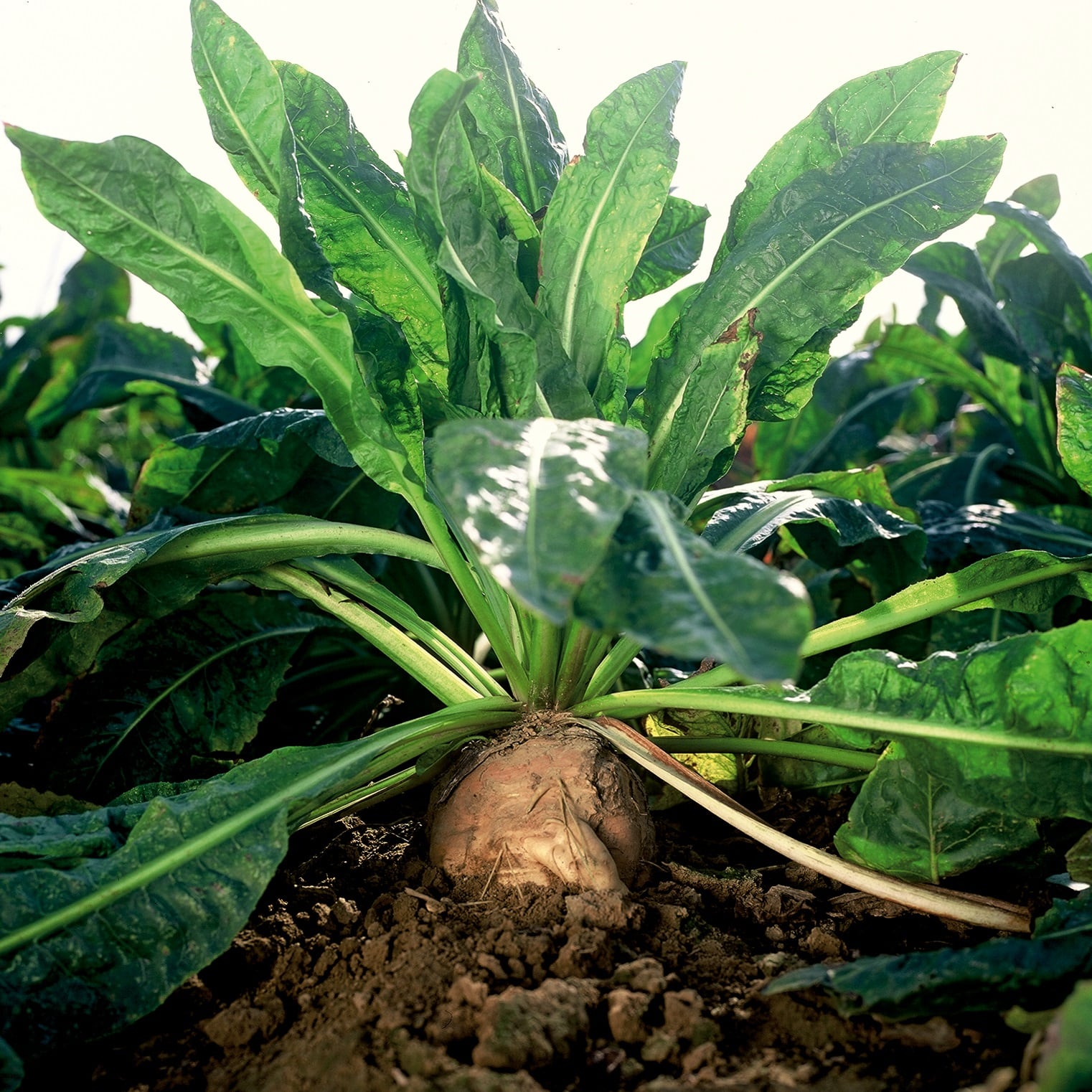 Chicory-root_copyright-BENEO.jpg